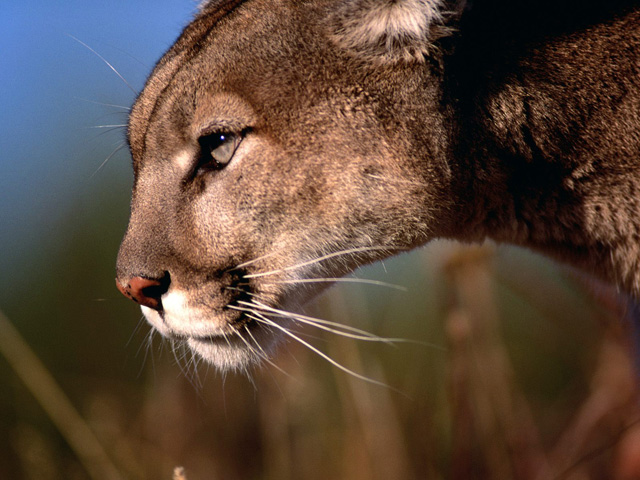 mountain-lion