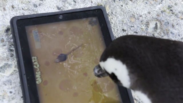 3039779-inline-i-1-penguins-ipad-cats-640x360