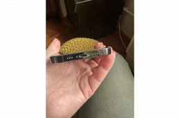 iPhone 13 pro független