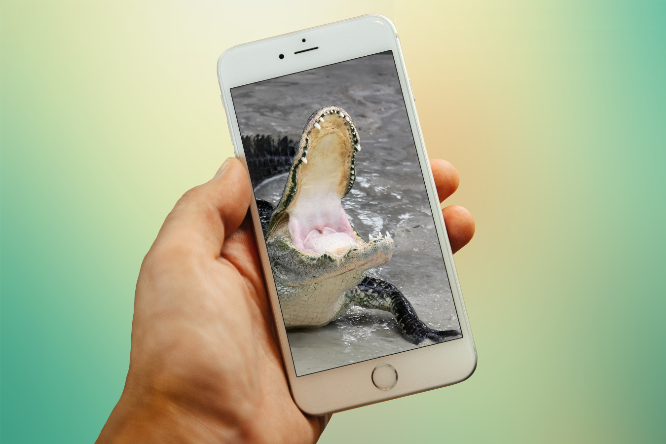 Megküzdenétek egy aligátorral egy iPhone-ért? 