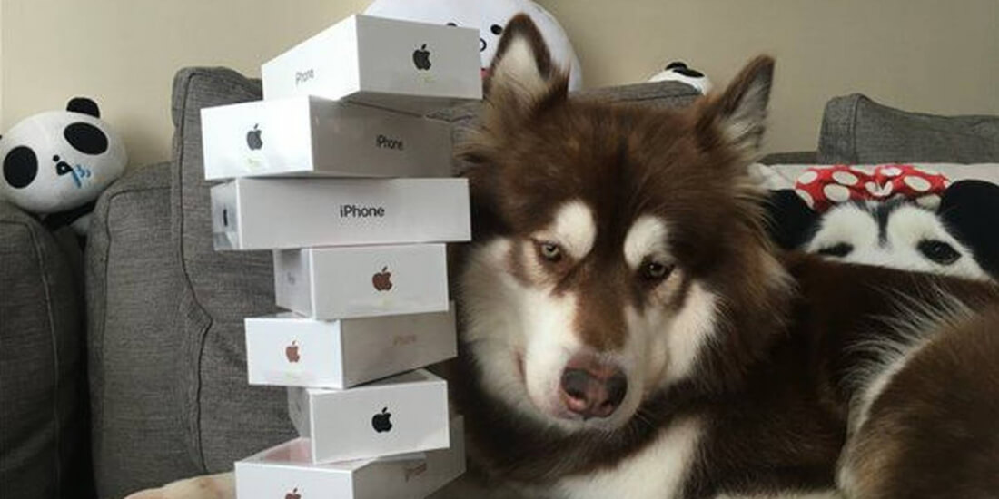 A kínai milliárodos fia nyolc iPhone-t vett a kutyájának